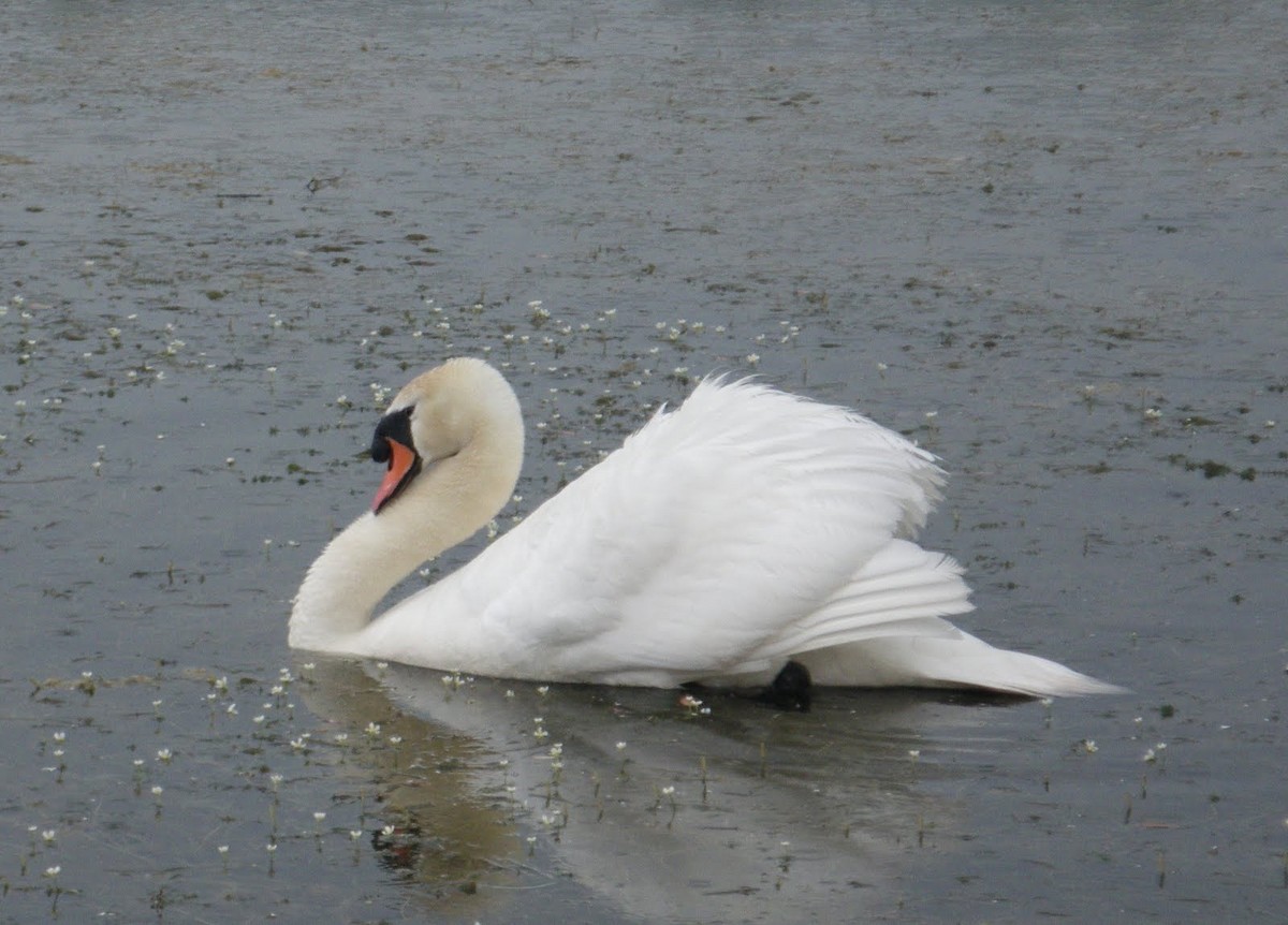 Mute Swan - ML627034259