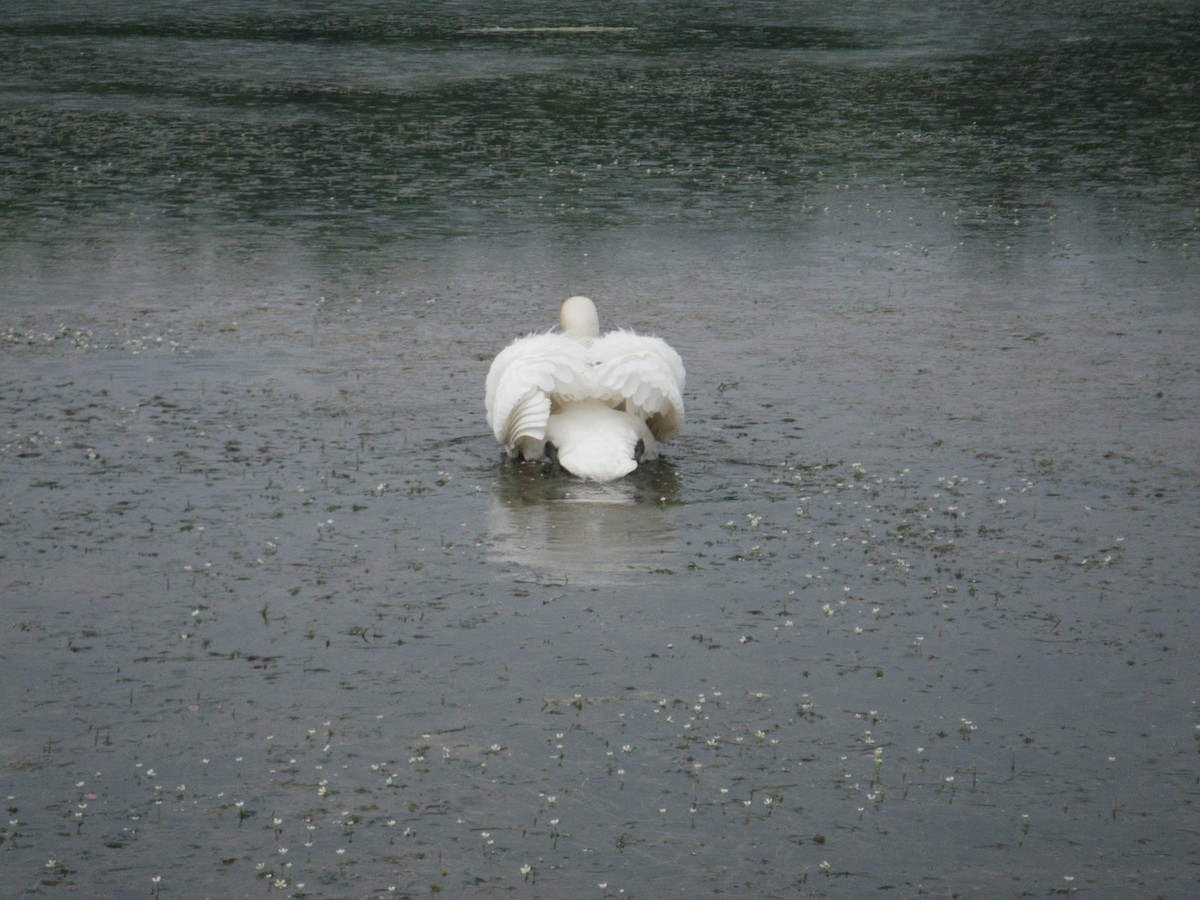 Mute Swan - ML627034262