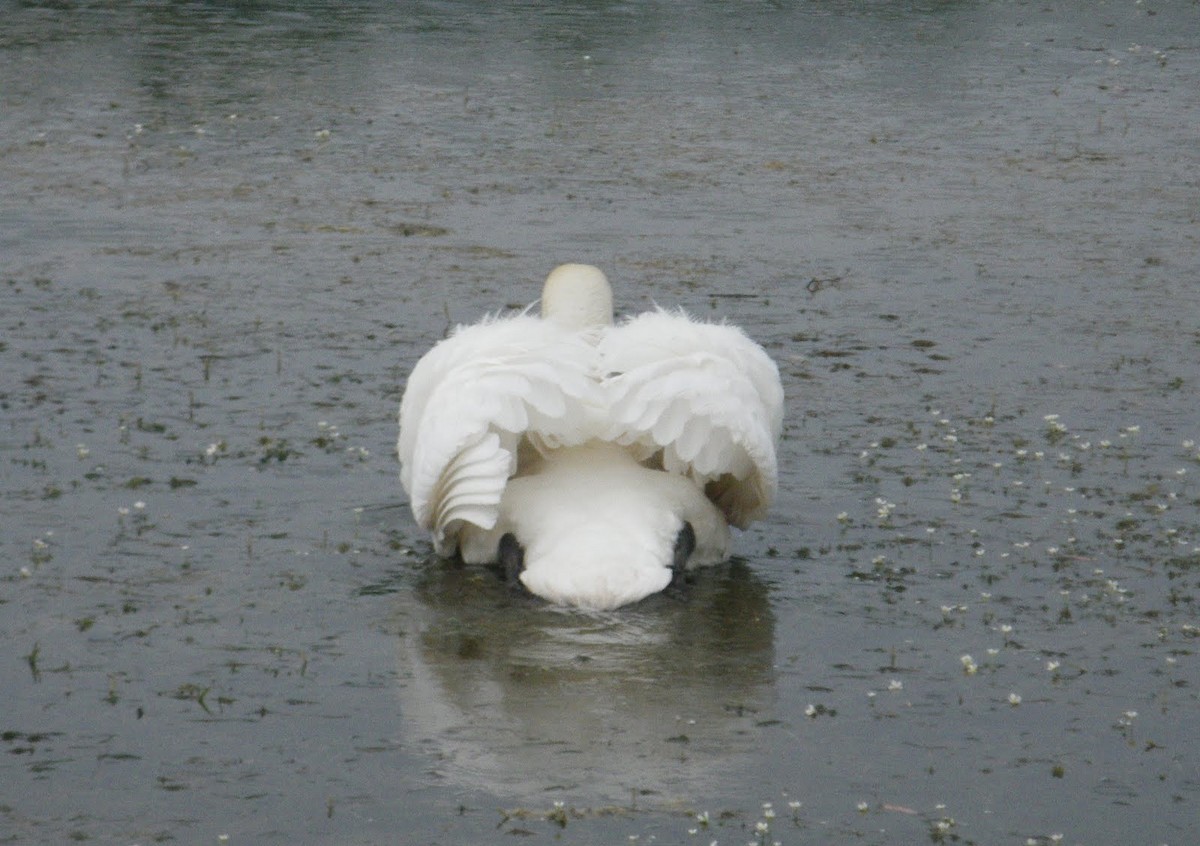 Mute Swan - ML627034263