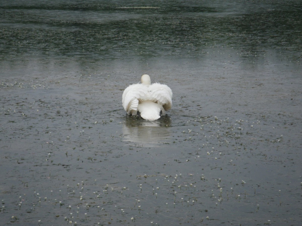 Mute Swan - ML627034264