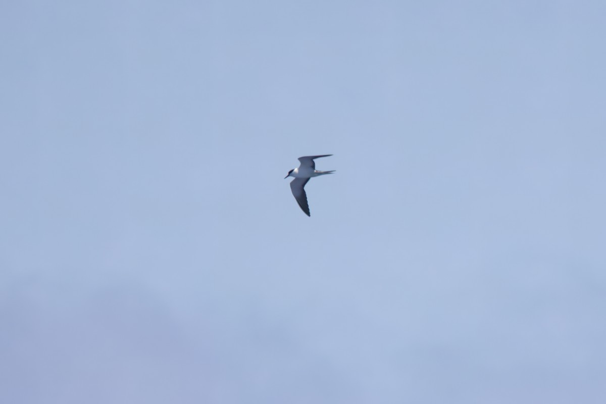 Sooty Tern - ML627034463