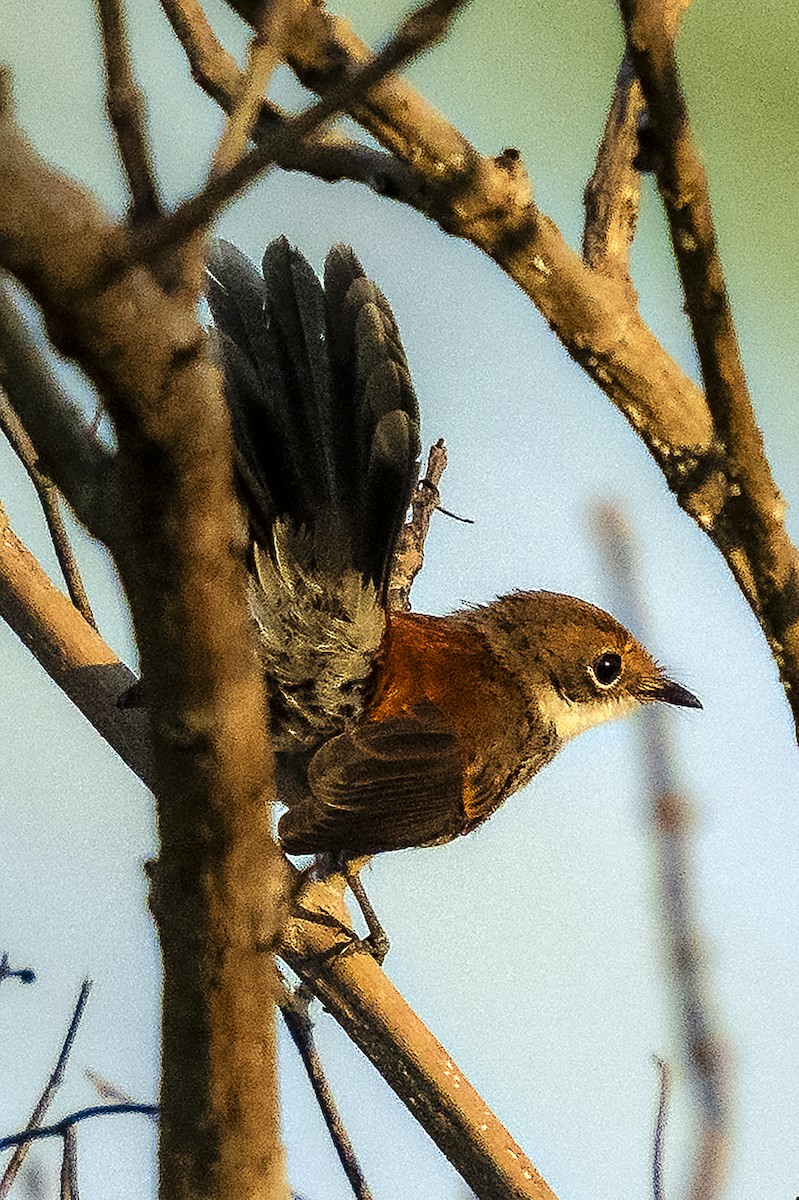 Tawny Grassbird - ML627034548