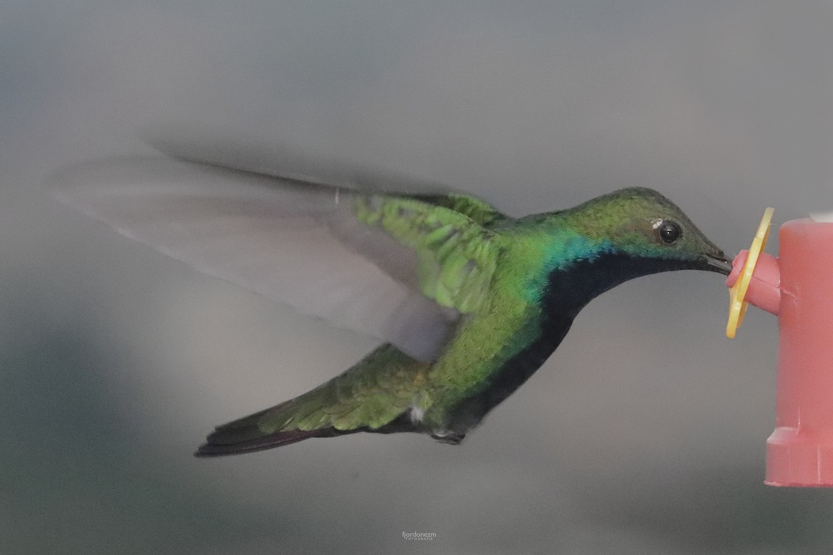 Black-throated Mango - ML627034619