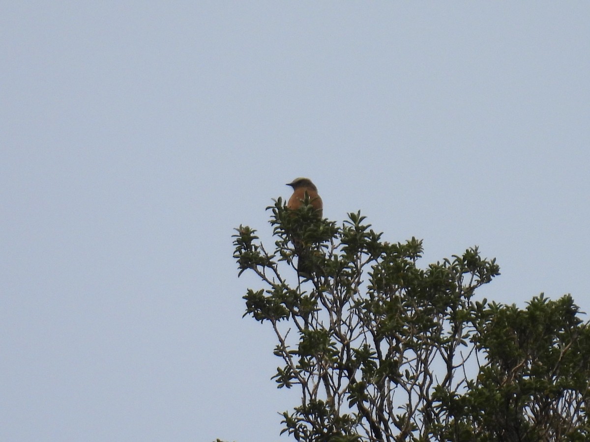 Brown-backed Chat-Tyrant - ML627034759