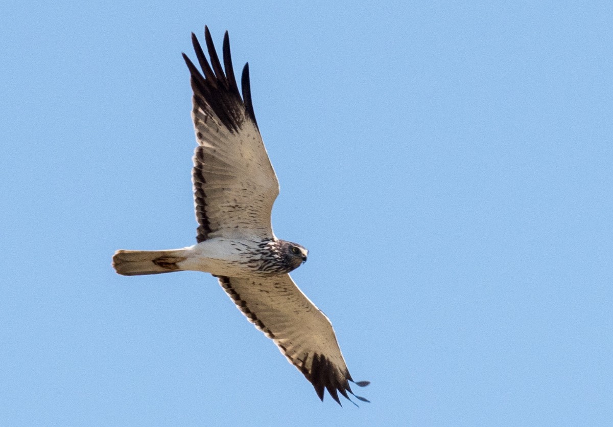 Malagasy Harrier - ML627034956