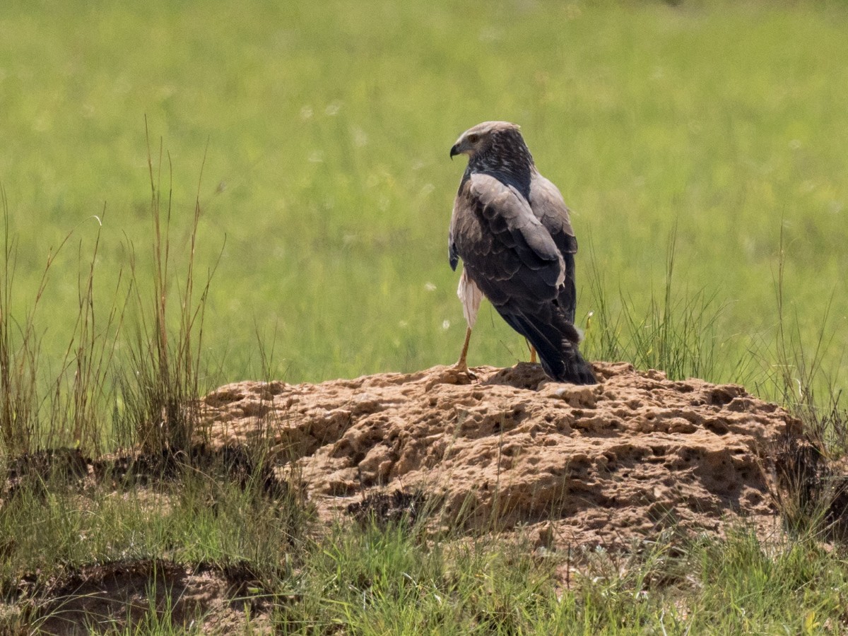 Malagasy Harrier - ML627034962
