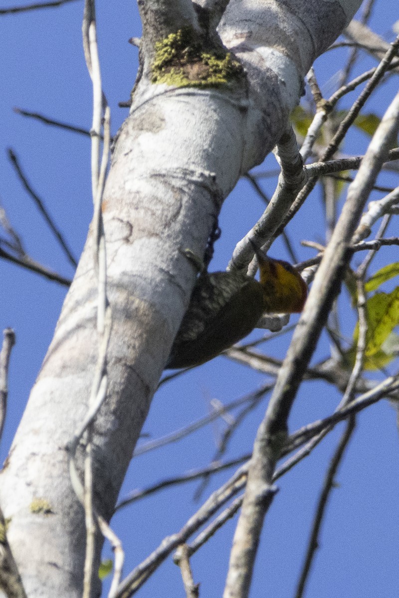 Yellow-throated Woodpecker - ML627035015