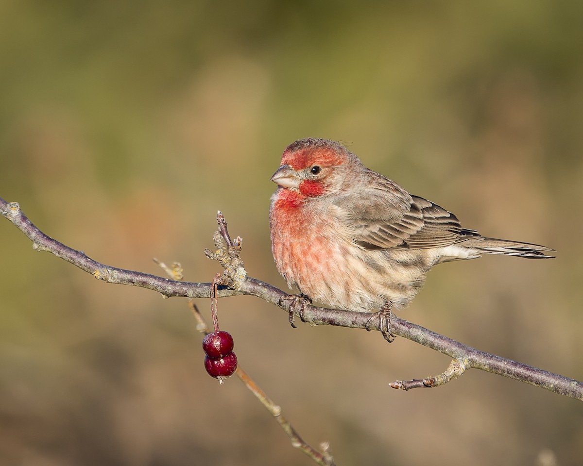 House Finch - ML627035167