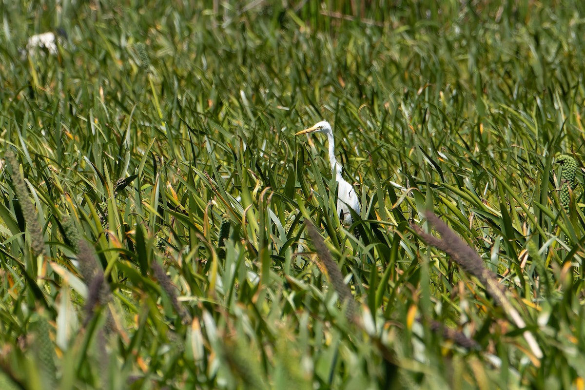 Garceta Plumífera - ML627035182