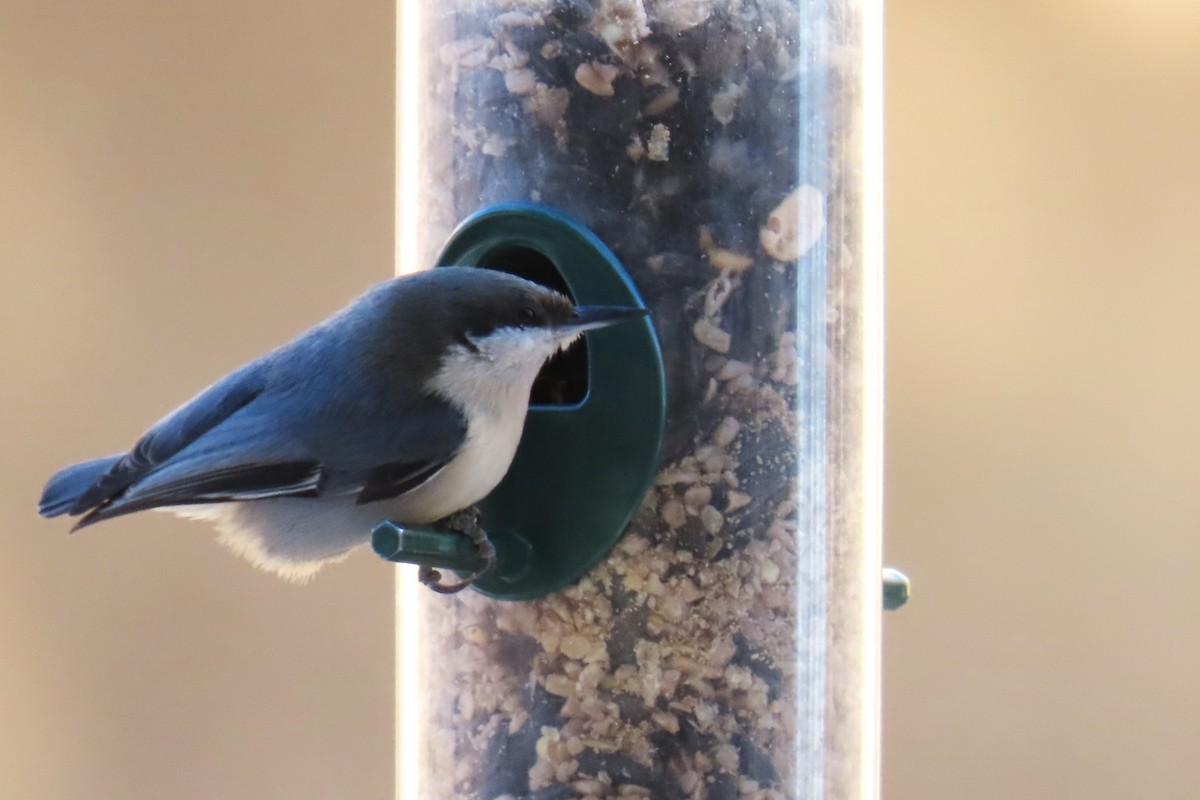 Pygmy Nuthatch - ML627035428