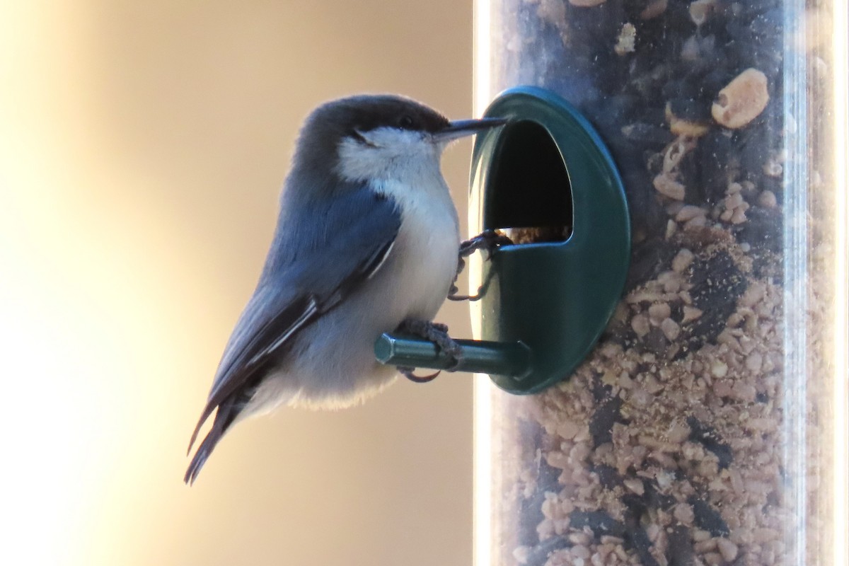 Pygmy Nuthatch - ML627035454