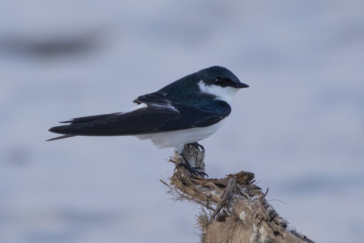 vlaštovka bělobřichá - ML627035629