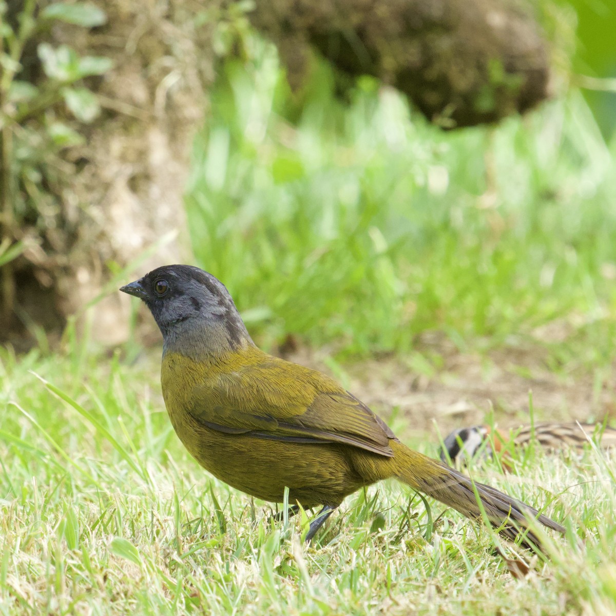 Large-footed Finch - ML627036181