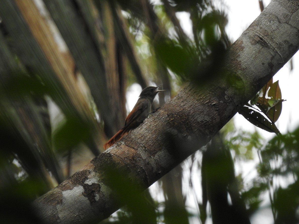 Olivaceous Woodcreeper - ML627036182