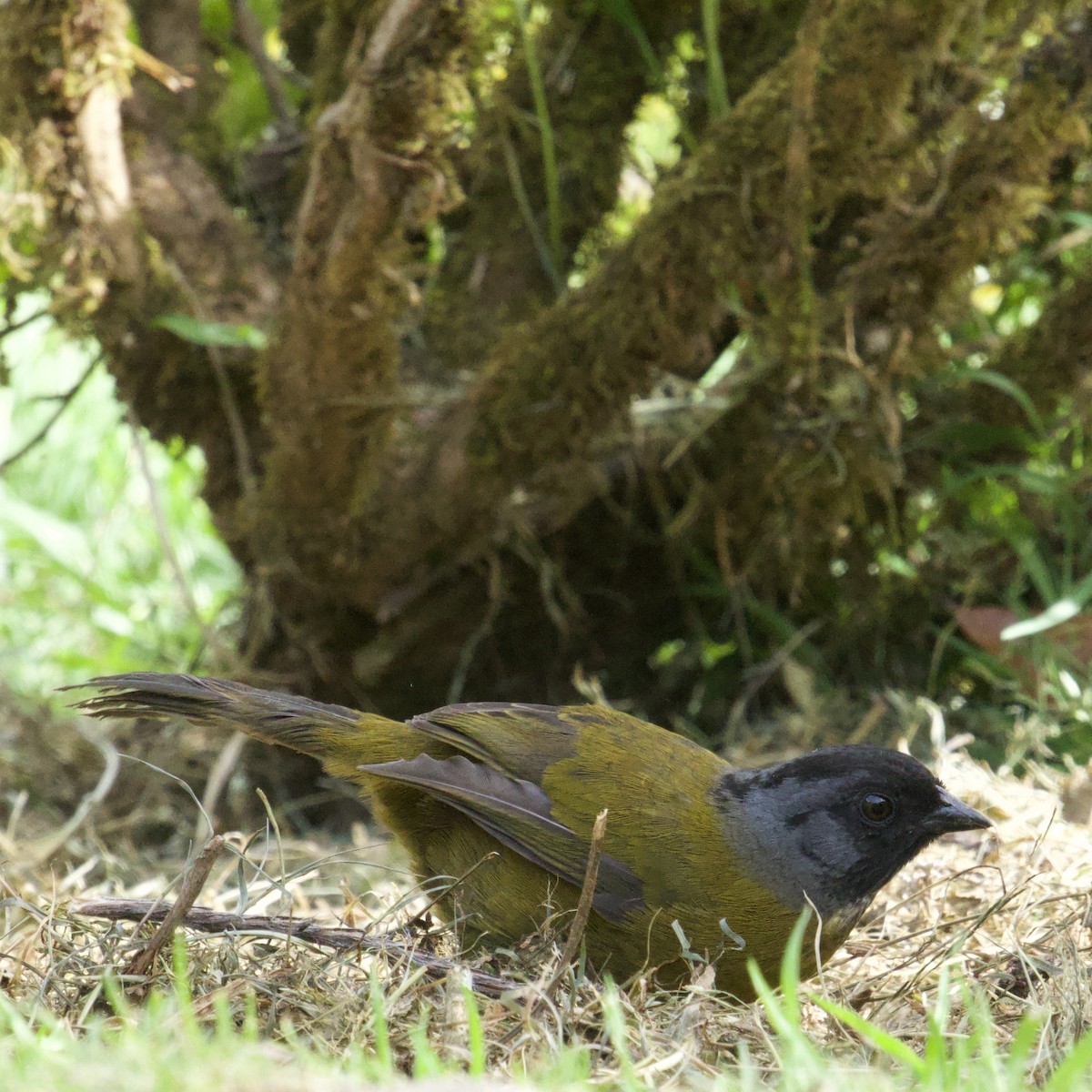 Large-footed Finch - ML627036183