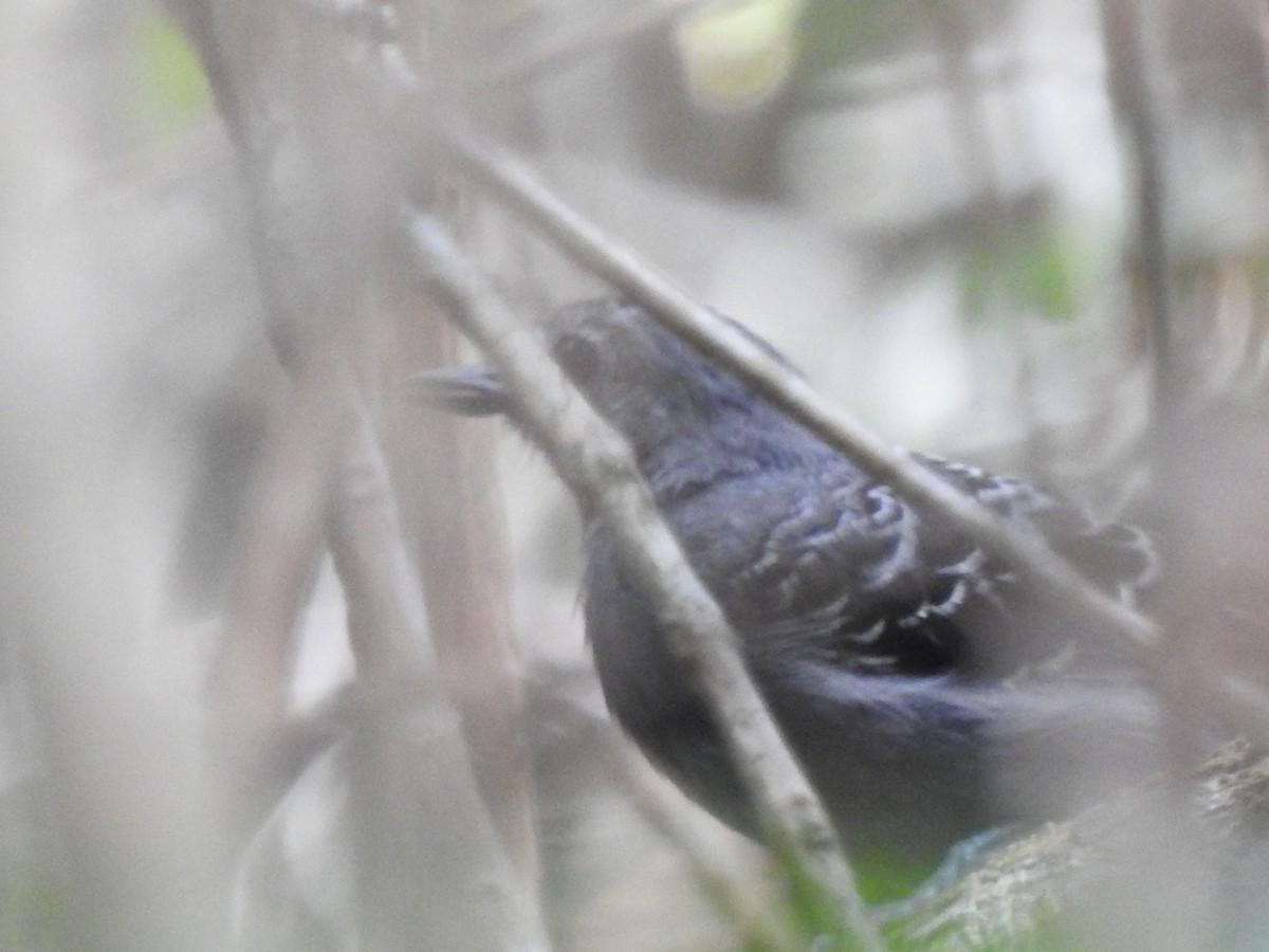 Common Scale-backed Antbird - ML627036195