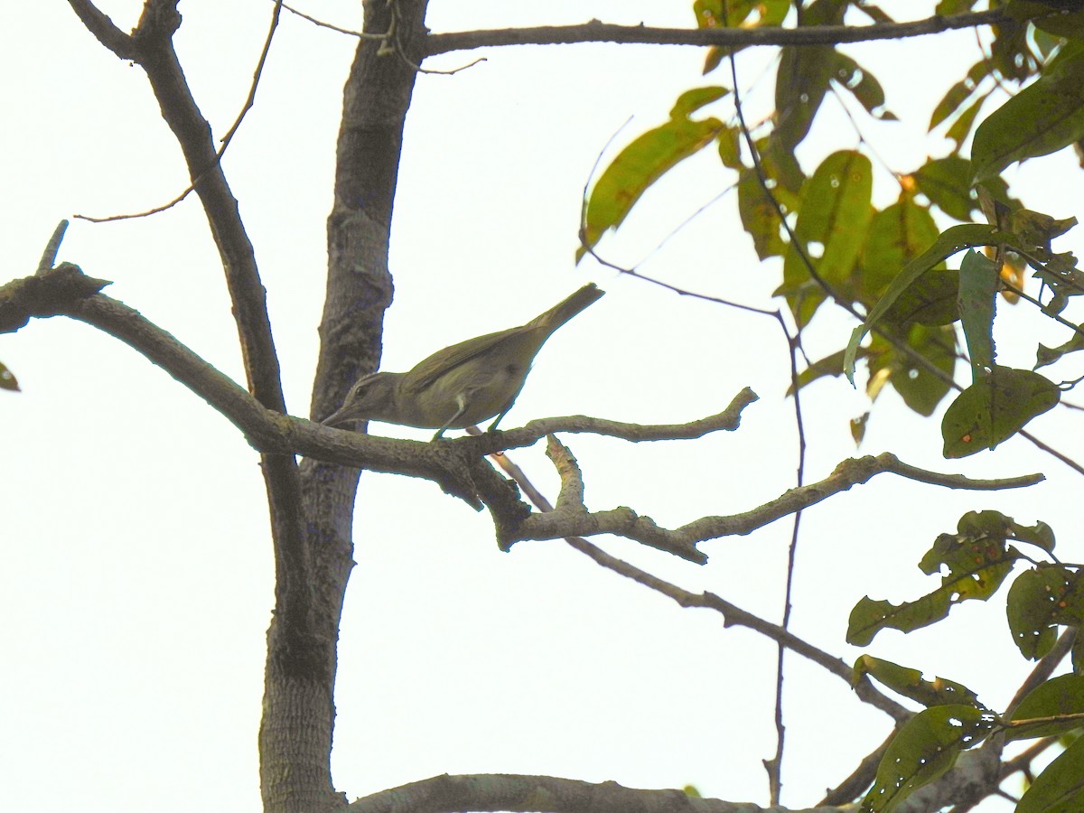 Black-whiskered Vireo - ML627036199