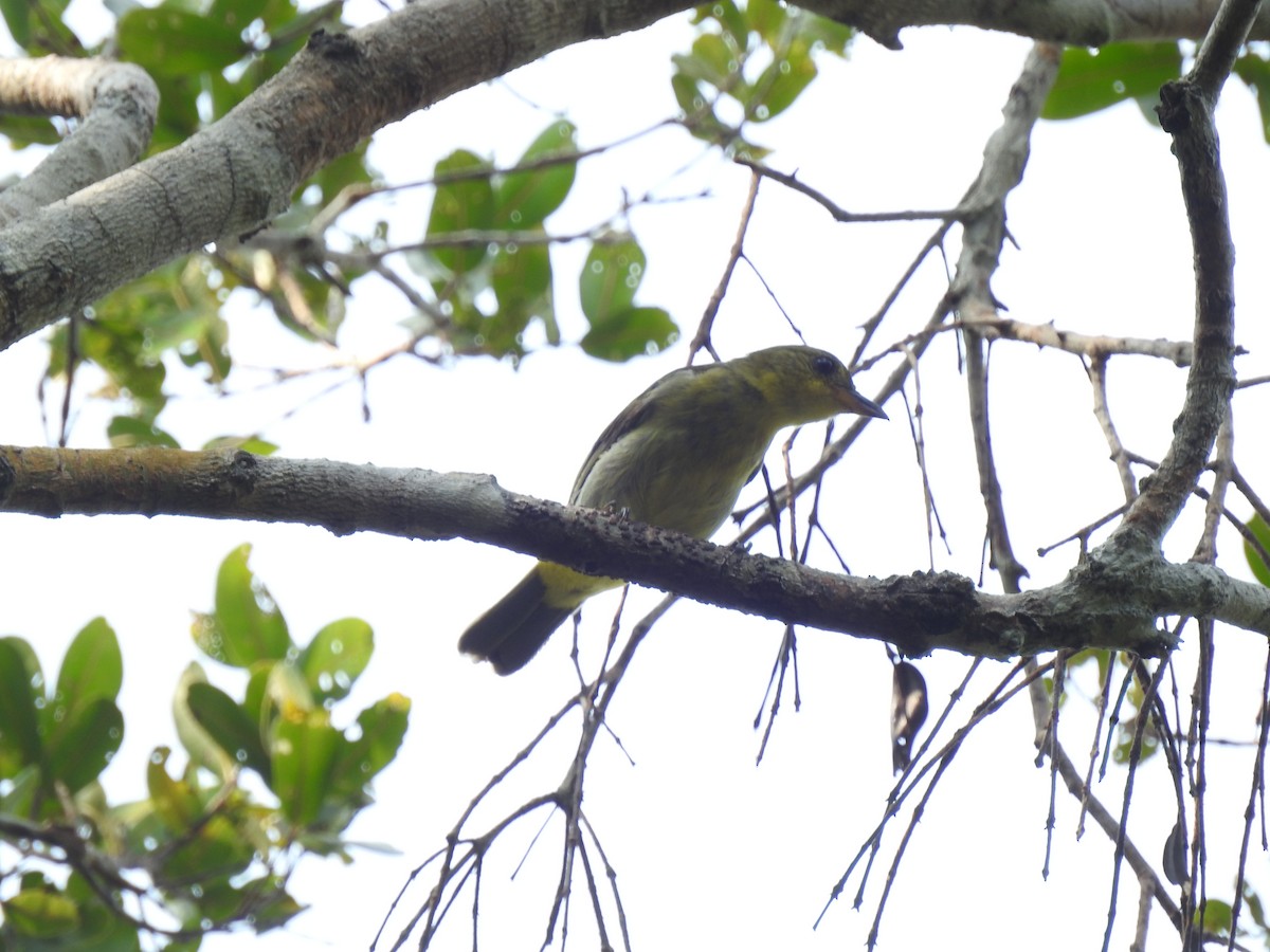 Yellow-backed Tanager - ML627036202