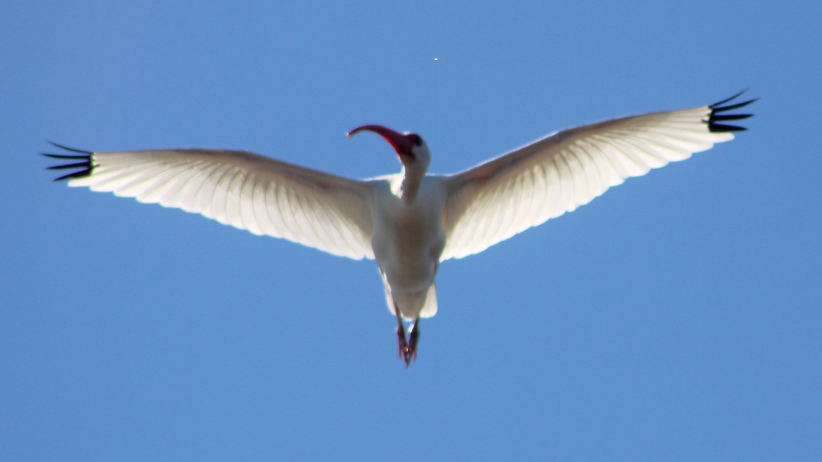 White Ibis - ML627036241