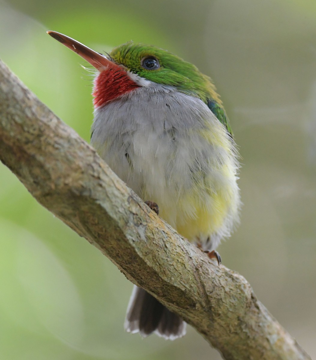 Puerto Rican Tody - ML627036246