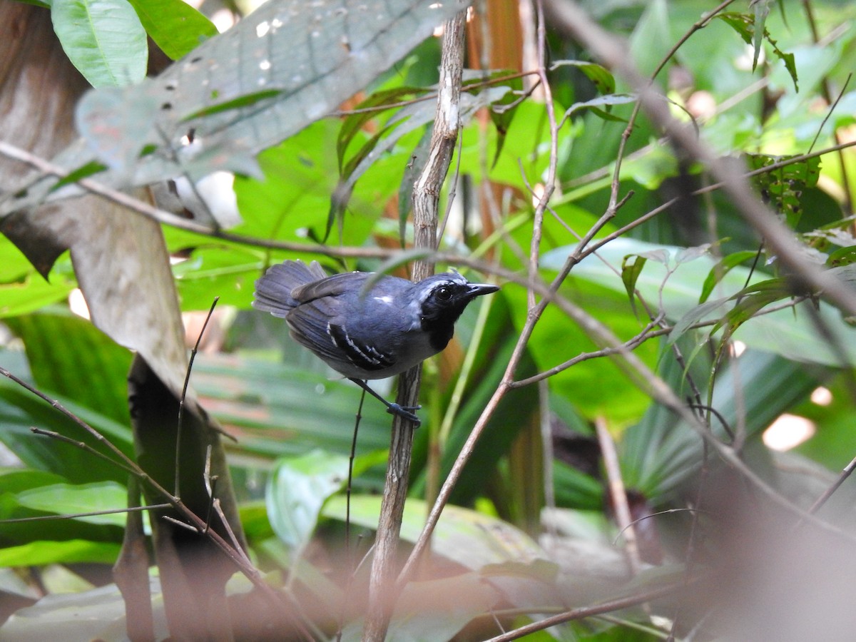 Black-faced Antbird - ML627036270