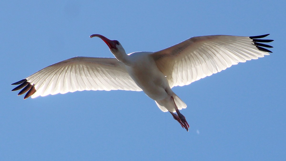 White Ibis - ML627036272