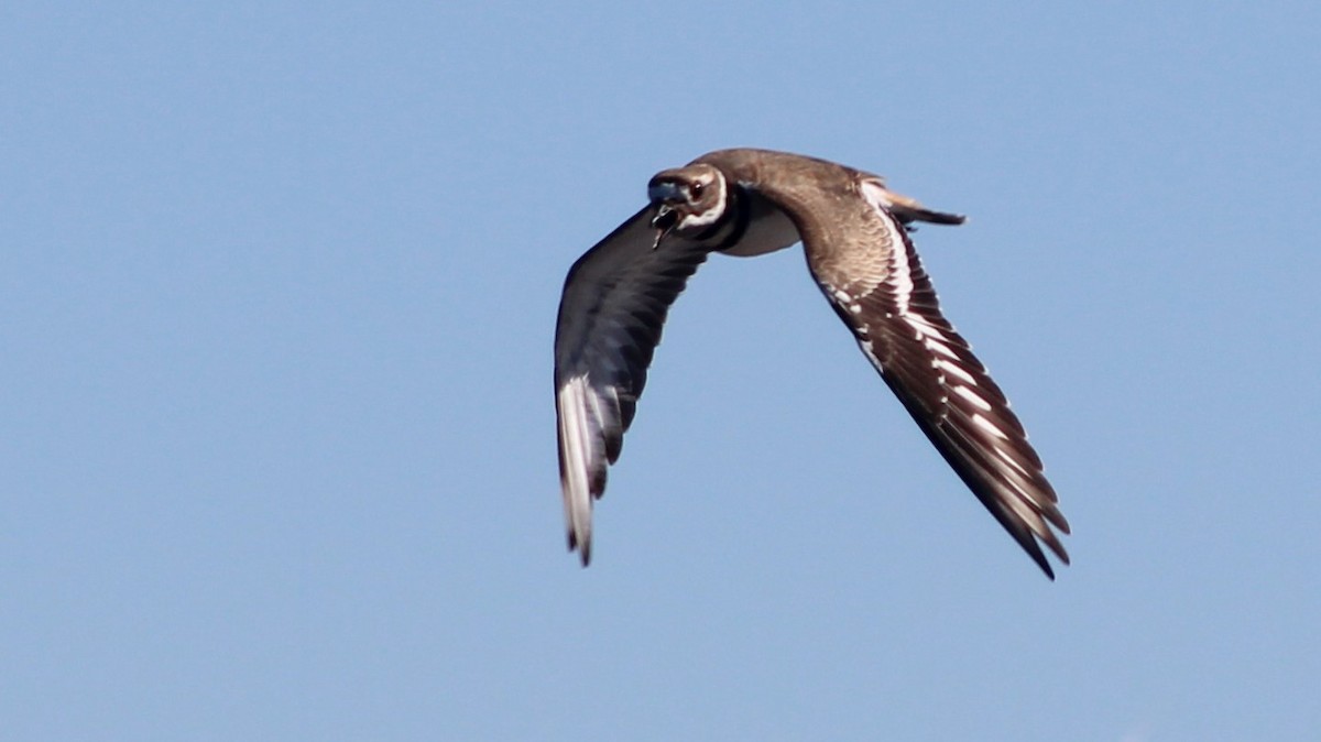 Killdeer - ML627036315