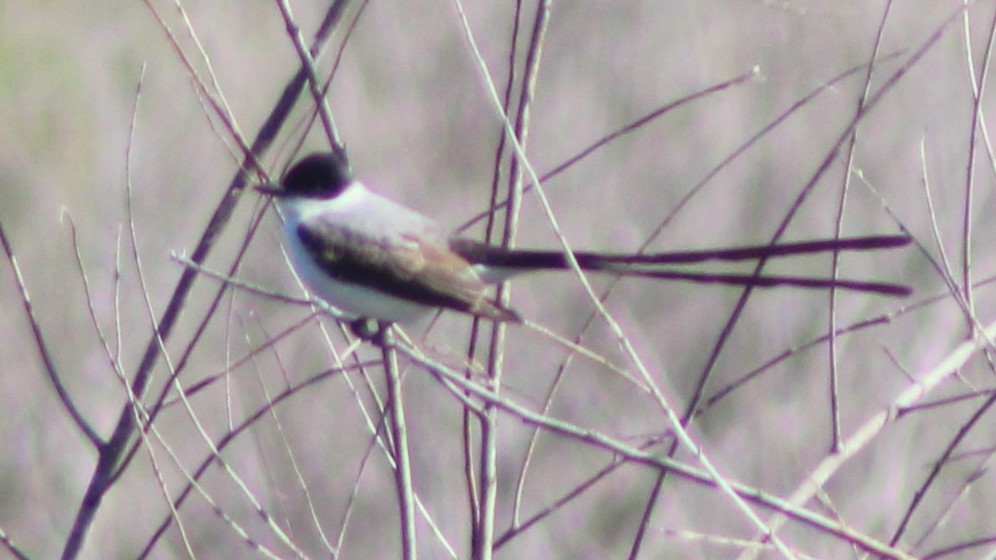 Fork-tailed Flycatcher - ML627036328