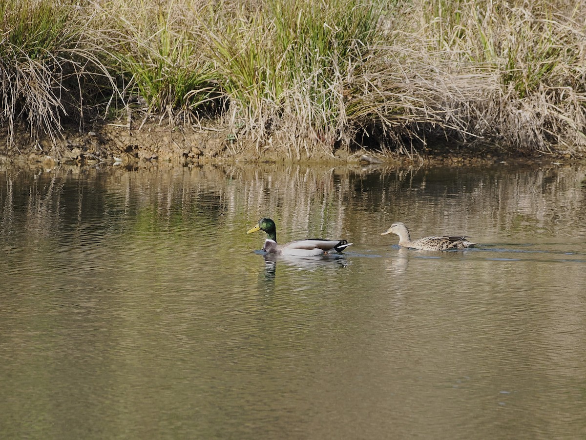 Stockente - ML627036330