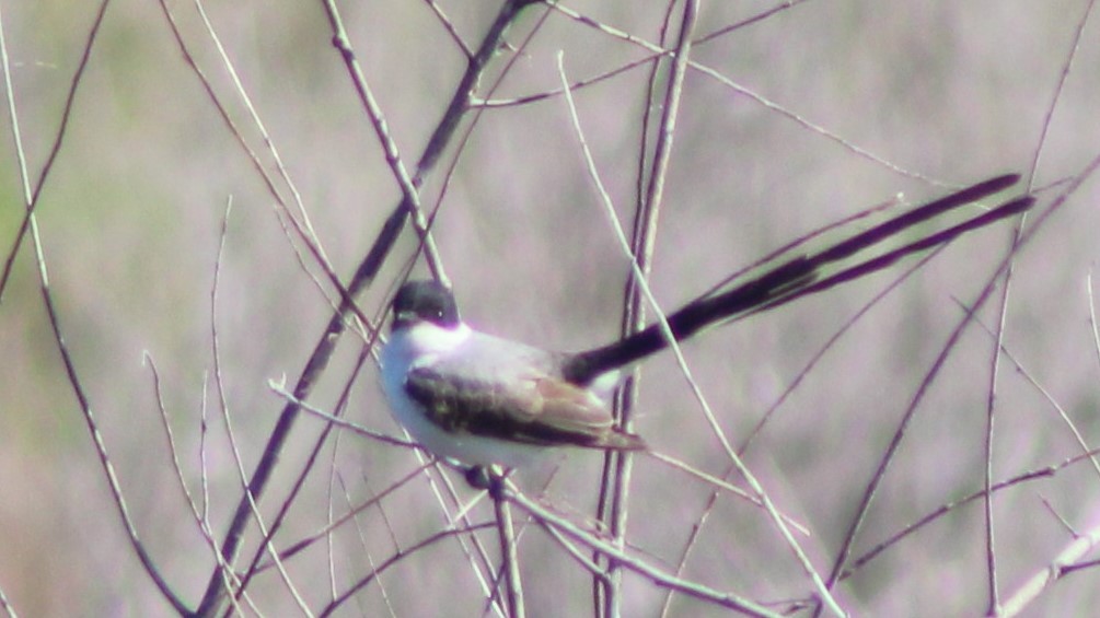 Fork-tailed Flycatcher - ML627036338