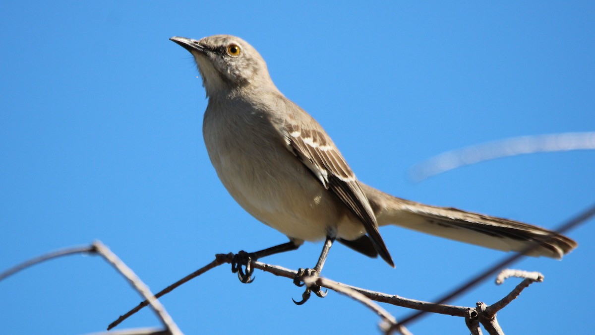 Northern Mockingbird - ML627036353