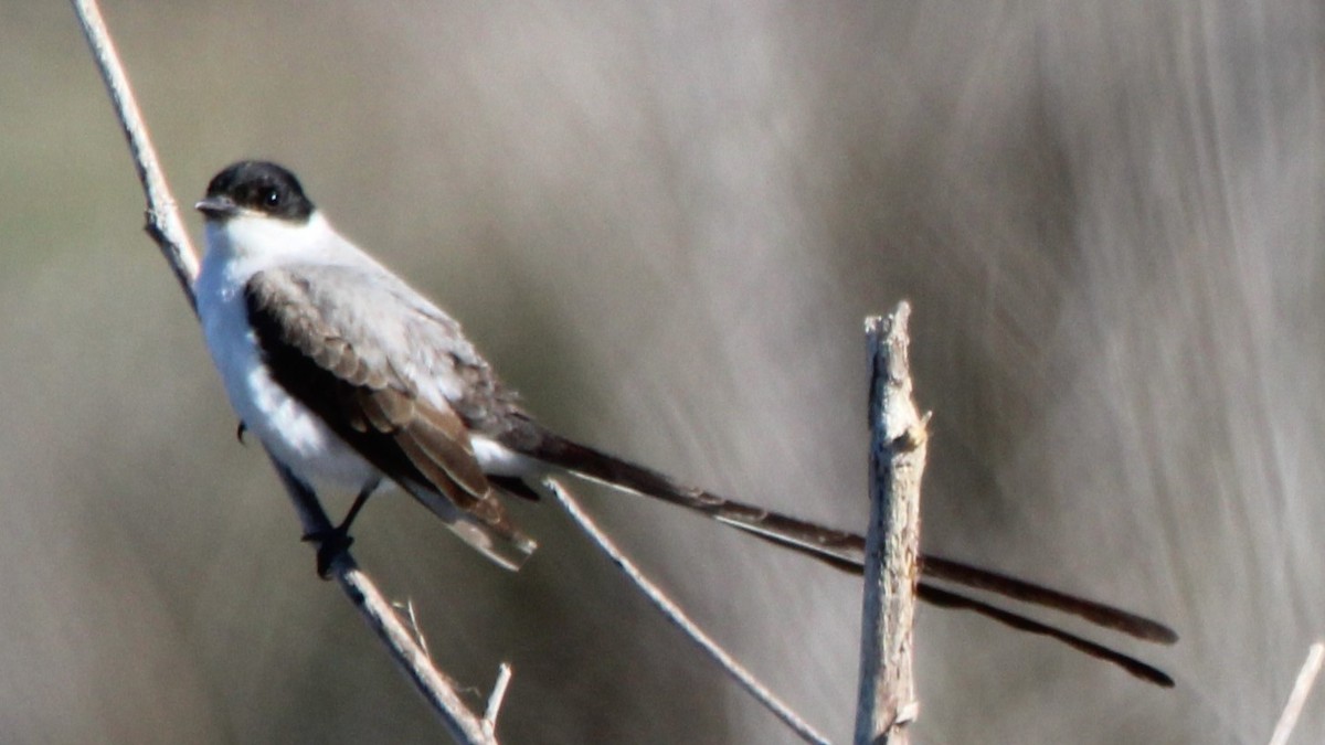 Fork-tailed Flycatcher - ML627036364