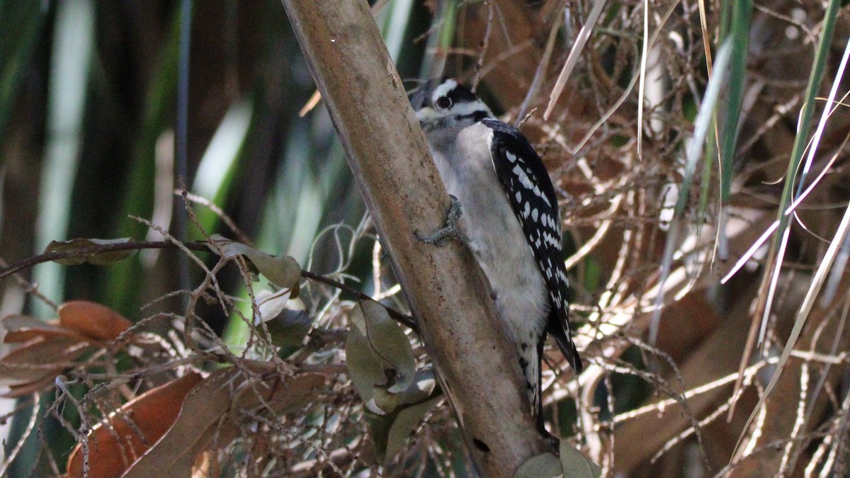 Downy Woodpecker - ML627036383