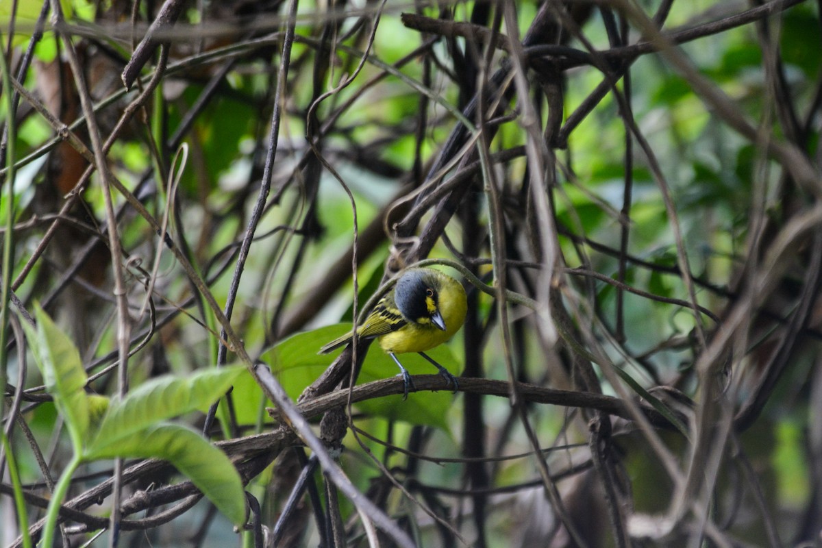 Gray-headed Tody-Flycatcher - ML627036404