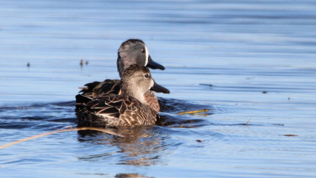 Blue-winged Teal - ML627036406