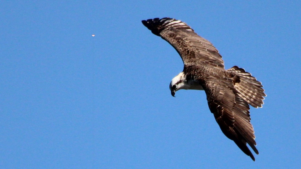 Osprey - ML627036419