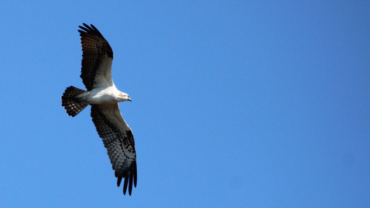 Osprey - ML627036428