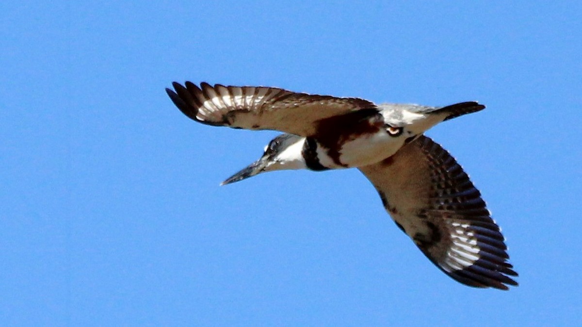 Belted Kingfisher - ML627036453