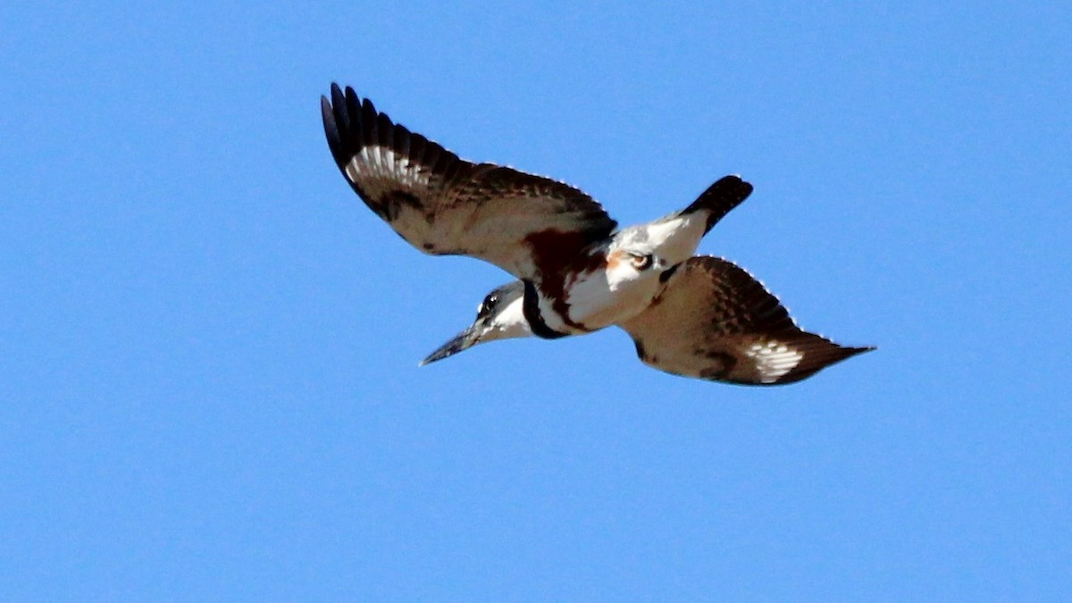 Belted Kingfisher - ML627036456