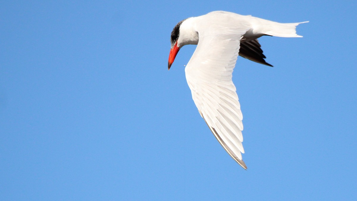 Caspian Tern - ML627036472