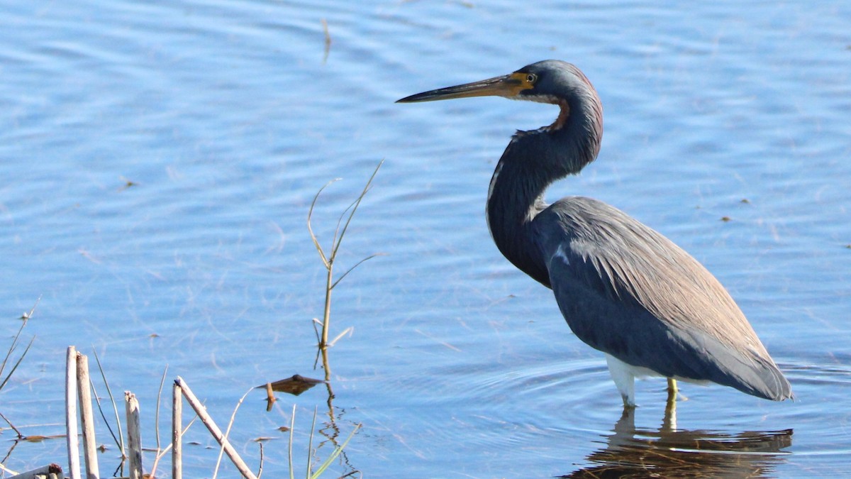 Tricolored Heron - ML627036498