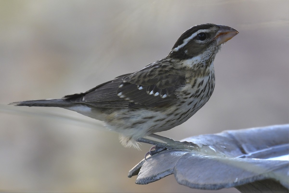 Rose-breasted Grosbeak - ML627036502