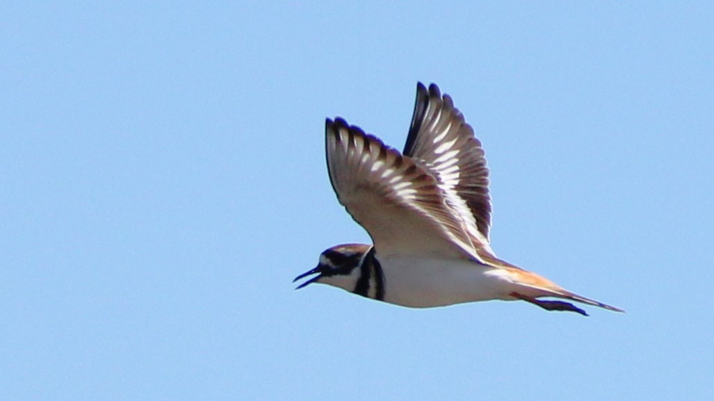 Killdeer - ML627036526