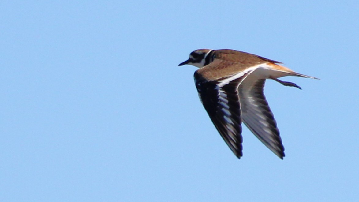 Killdeer - ML627036532