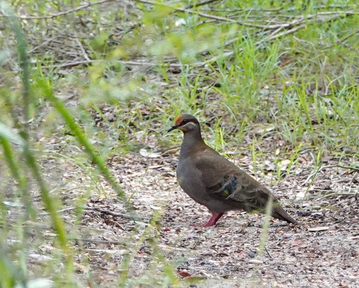 Brush Bronzewing - ML627036540