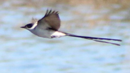 Fork-tailed Flycatcher - ML627036544