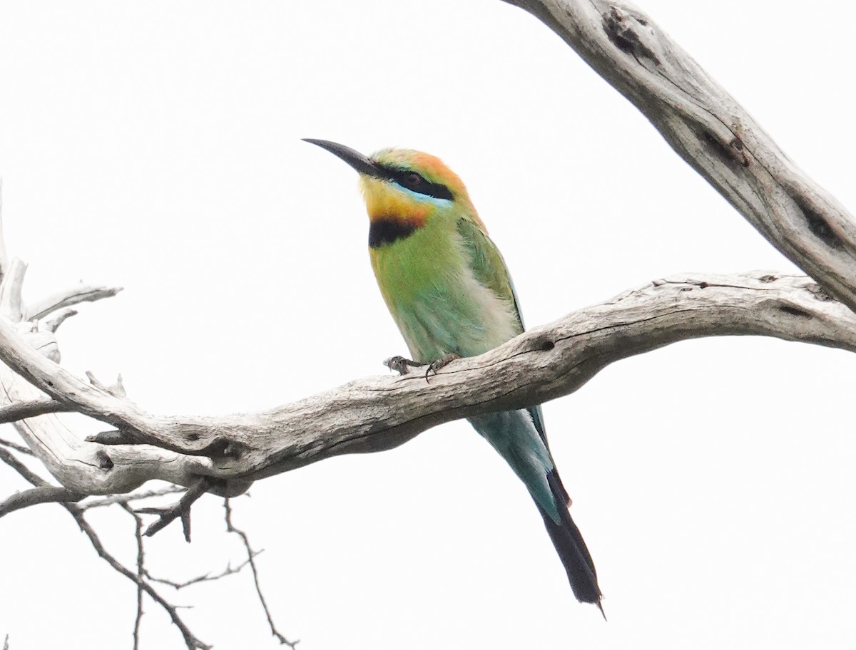 Rainbow Bee-eater - ML627036552