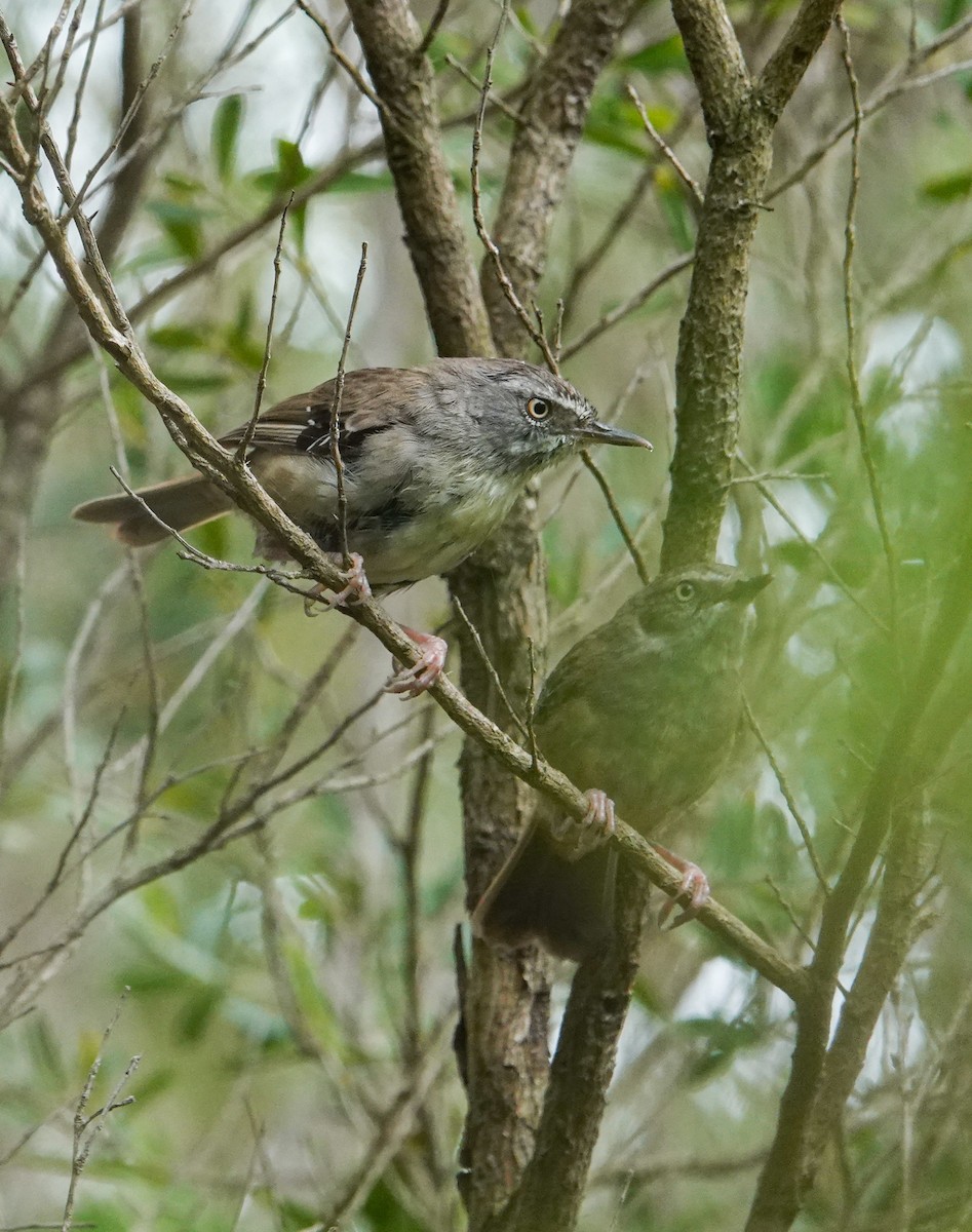 White-browed Scrubwren - ML627036568