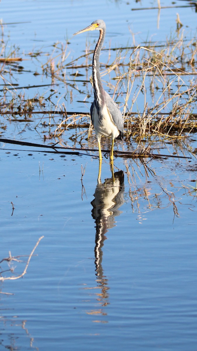 Tricolored Heron - ML627036572