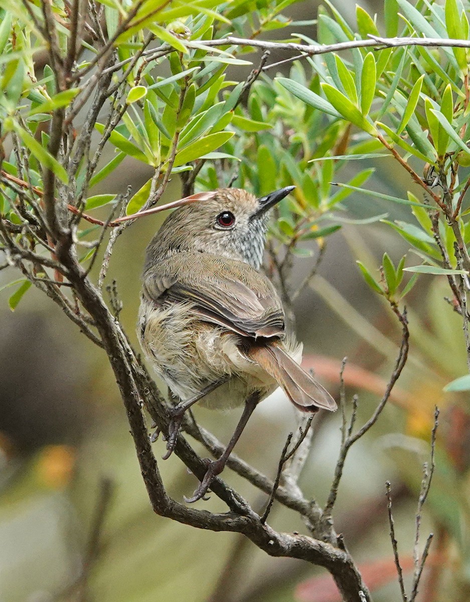 Brown Thornbill - ML627036580